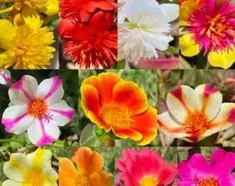 Asha Groups Table Rose Cutings 15 Colours portulaca, Purslane, cinderella for Beautiful Home - 20Cuttings