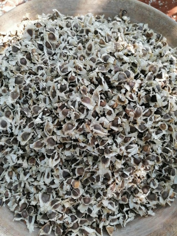 Moringa Seeds PKM1 Hybrid (Drumstick Seeds) 250g - Tamilnadu Origin