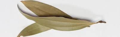 Bay Leaf Tejpatta – Premium Indian Spice for Aroma & Flavor