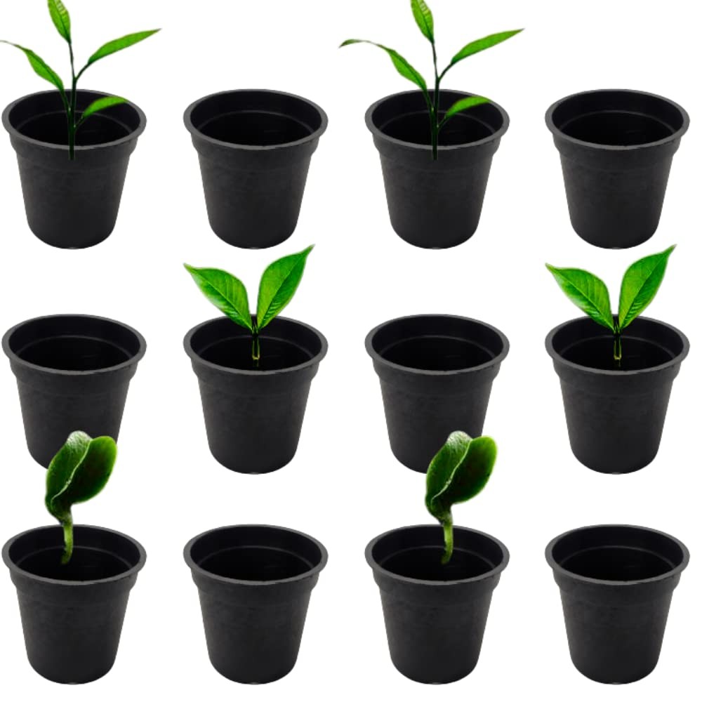 Plastic Nursery Seedling Pots| 2 Inch| Seed Starting Pot| Seed Germinating Pot| Pack of 25 (Black)