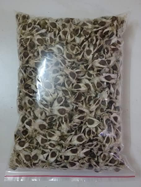 Moringa Seeds PKM2 Hybrid (Drumstick Seeds) 500g - Tamilnadu Origin