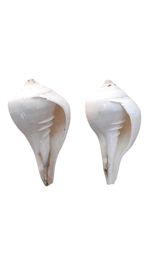 Shankh White Decorative Conch Shell for Pooja, Home Decor, Spiritual