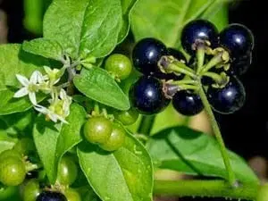 Asha Groups Manathakkali Seeds/Sukkutti Keerai/MAKOY/BLACK NIGHT SHADE/SUNBERRY WONDER CHERRY SEEDS Pack of 100Pcs