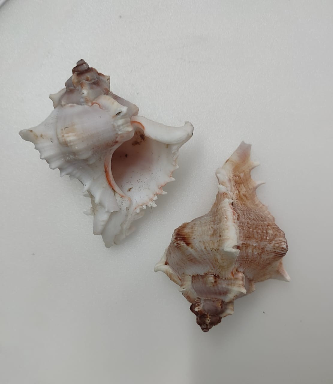 Sea Shell Natural Shanks ( Pack of 2)