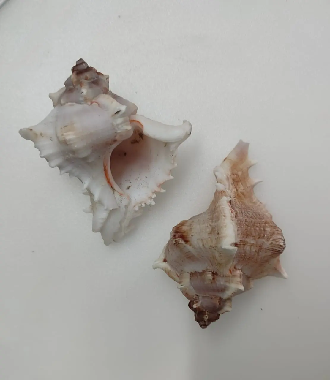 Sea Shell Natural Shanks ( Pack of 2)