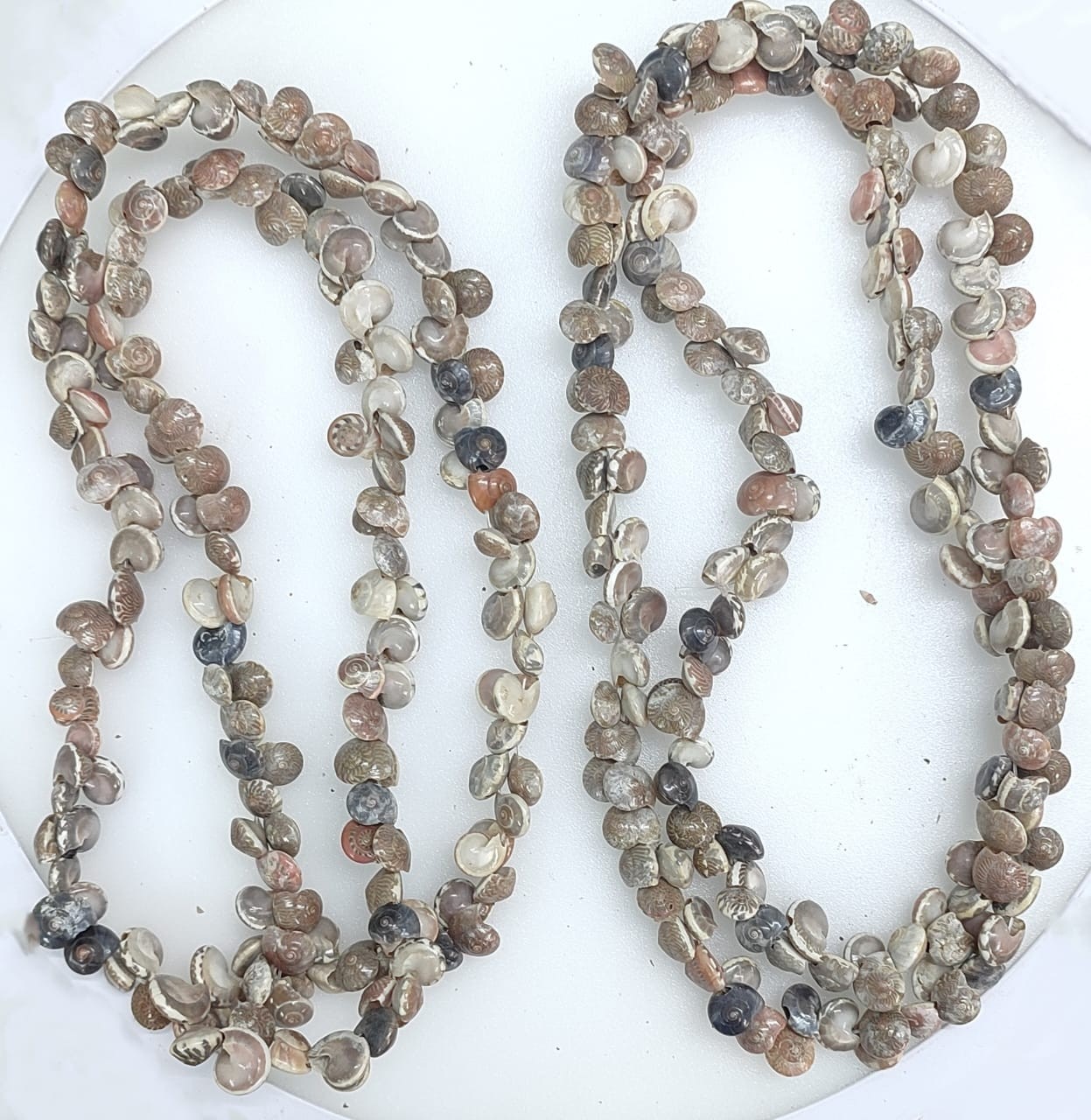 Sea Shell Natural Chain ( Pack of 2)