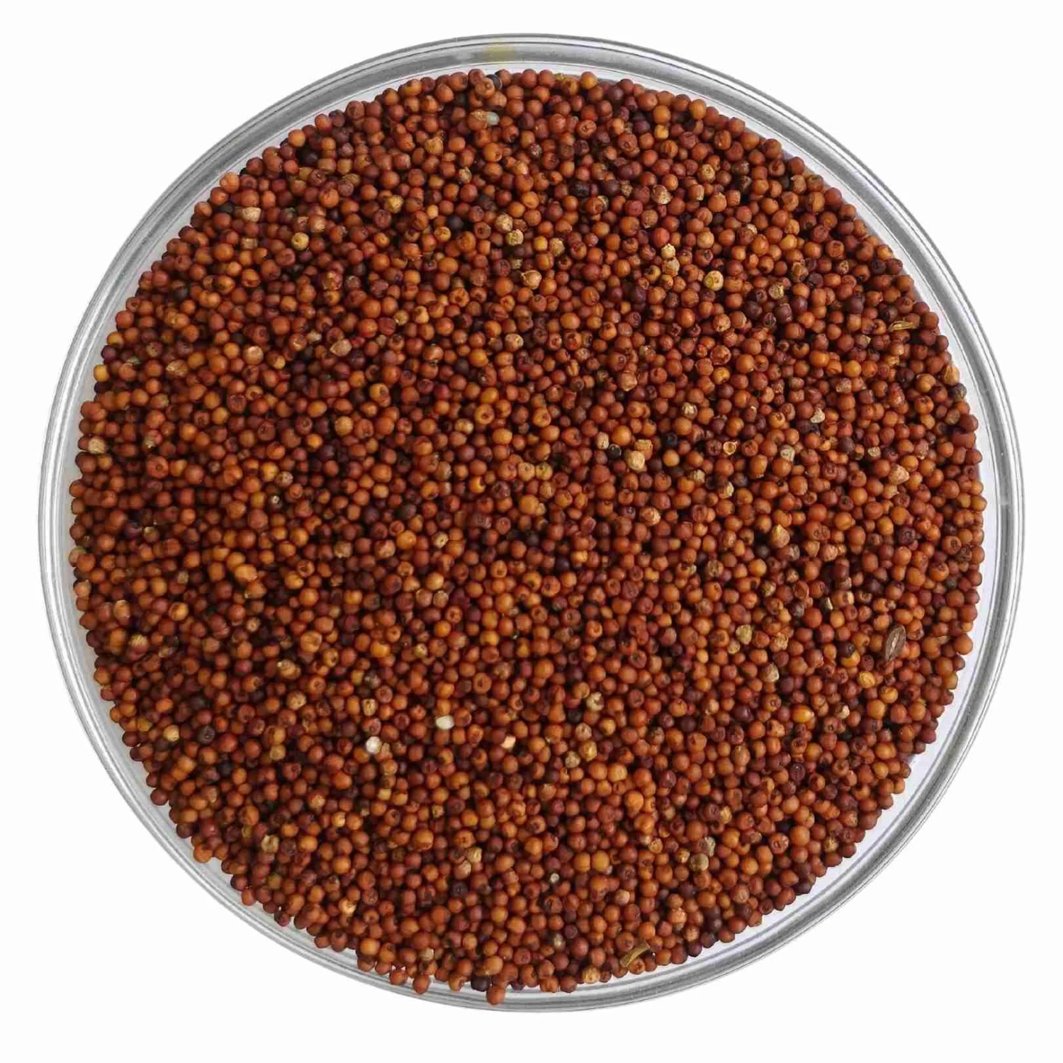 Ragi Grains (Finger Millet) Organic - 500gm