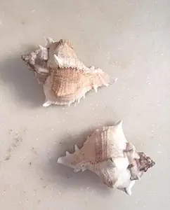 Decorative Conch Shells, Set of 2, Light Beige