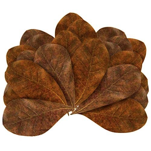 Asha Groups Natural Indian Almond Leaves Pack of 20 pcs