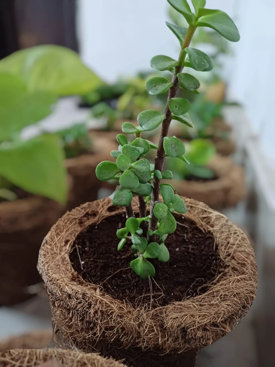 Ilearnngrow DIY Gardening Kit