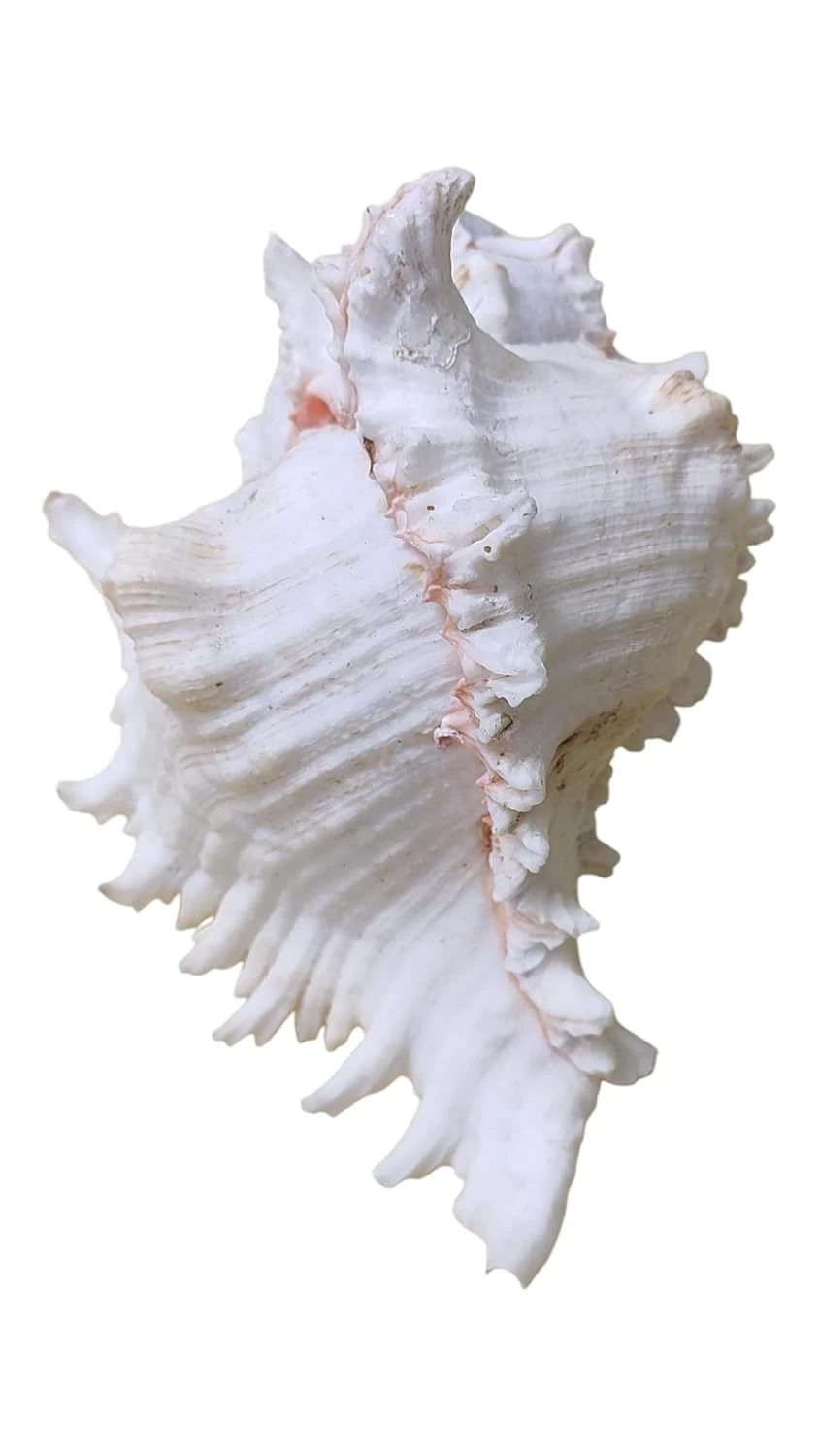 Shankh White (Not Blowing) for Pooja, Spiritual, Home Decor, Showpiece - 10 INCHES