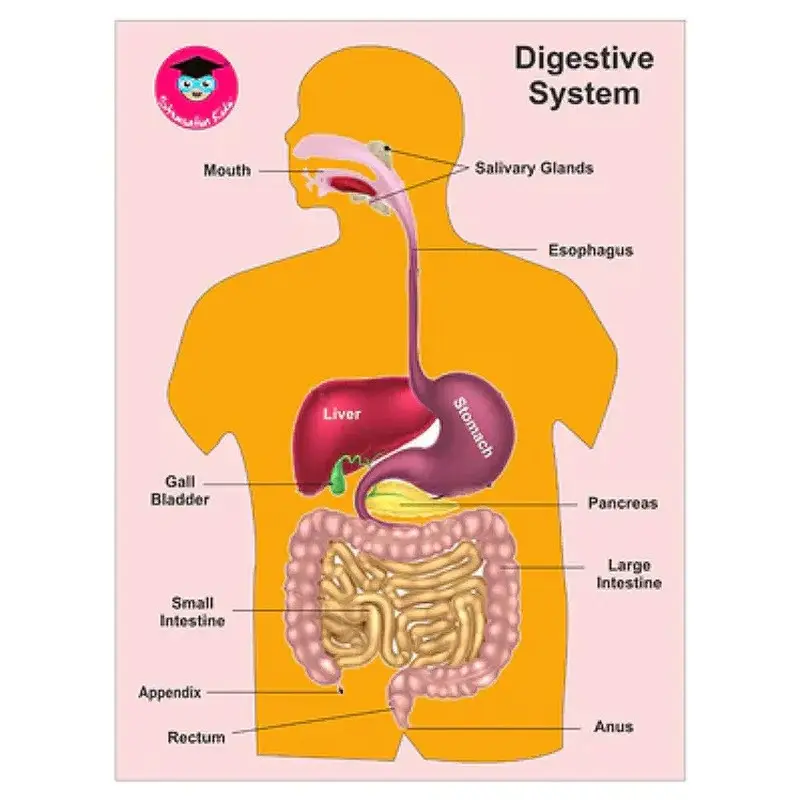 Digestive system - wooden peg puzzle 2D Model  Learing board for Kids & Toddlers