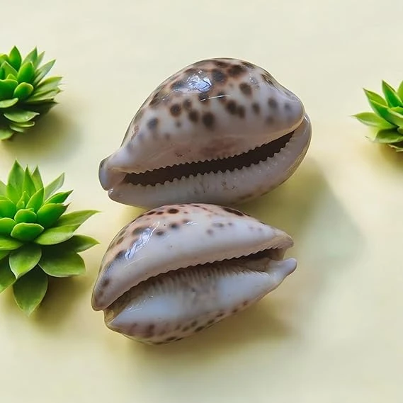 AREMBI-Tiger Cowrie – Big Size Natural Sea Shell for Decoration & Puja | Tiger Kaudi | Cypraea Tigris | Tiger Kawdi | Tiger Kawri (2 Piece)