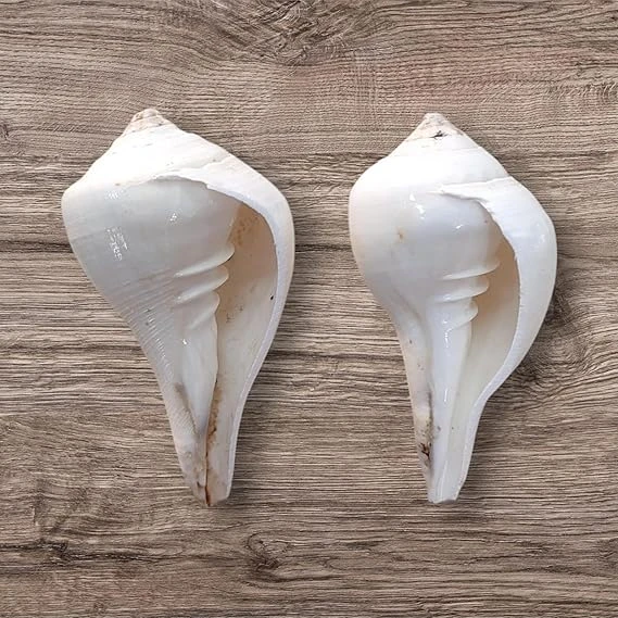 AREMBI-Shankh White Decorative Conch Shell for Pooja, Home Decor, Spiritual