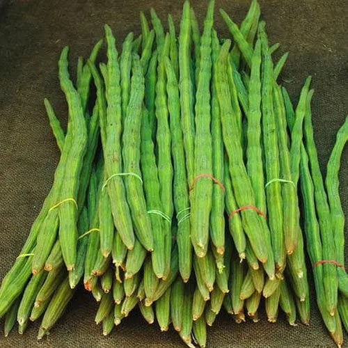 Moringa Seeds PKM1 Hybrid (Drumstick Seeds) 500g - Tamilnadu Origin