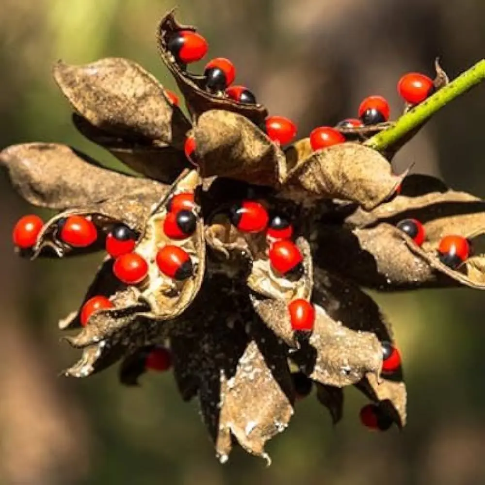 Red and black rosary pea /red and black kundrin mani/ Lakshmi devi blessings /pooja seeds/ pack of 121 seeds