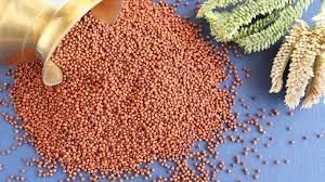 Premium Raw Ragi – 100% Natural & Nutrient-Rich (Mandua/Kezhvaragu/Mandia/Taidalu/Kodra/Ragula/Nachni) 1 KG